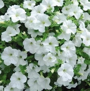 fanf white_300x300_300x300